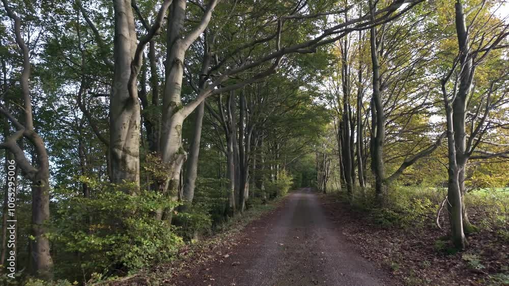 With each step the daylight fades, guiding through the forest shades With each step the daylight fades, guiding through the forest shades