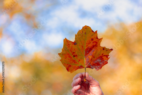 Selective focus of one single orange brown leaf of Acer saccharum with sunlight, Uprise angle of a hand hold dried yellow leaves with blurred tree in fall on tree as backdrop, Nature autumn background photo