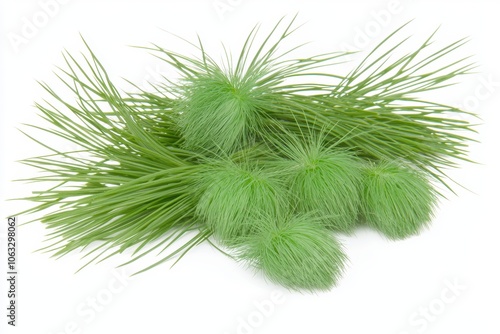 Green Tufts of Grass in Nature White Background