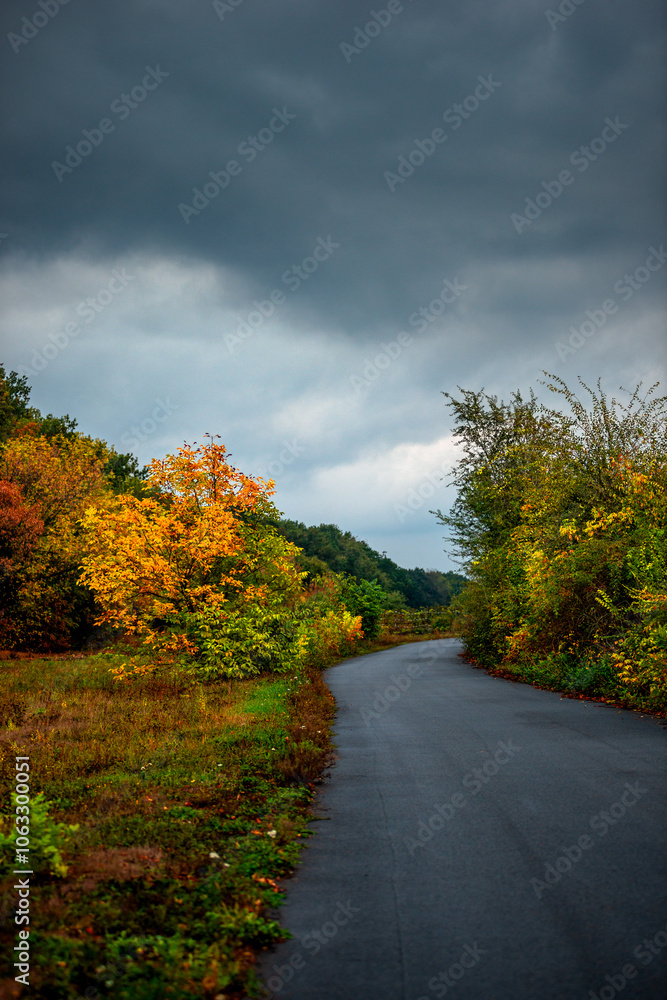 Naklejka premium Asphalt road around the forest,path in the forest,countryside road.Autumn landscape photography in the woodlands .Orange and yellow leaves on the road,beautiful road through the forest