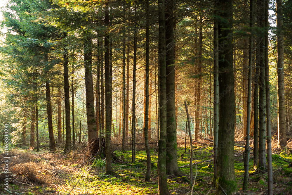 Fototapeta premium Autumn forest scene with late evening sunlight glowing through the colored trees and foliage