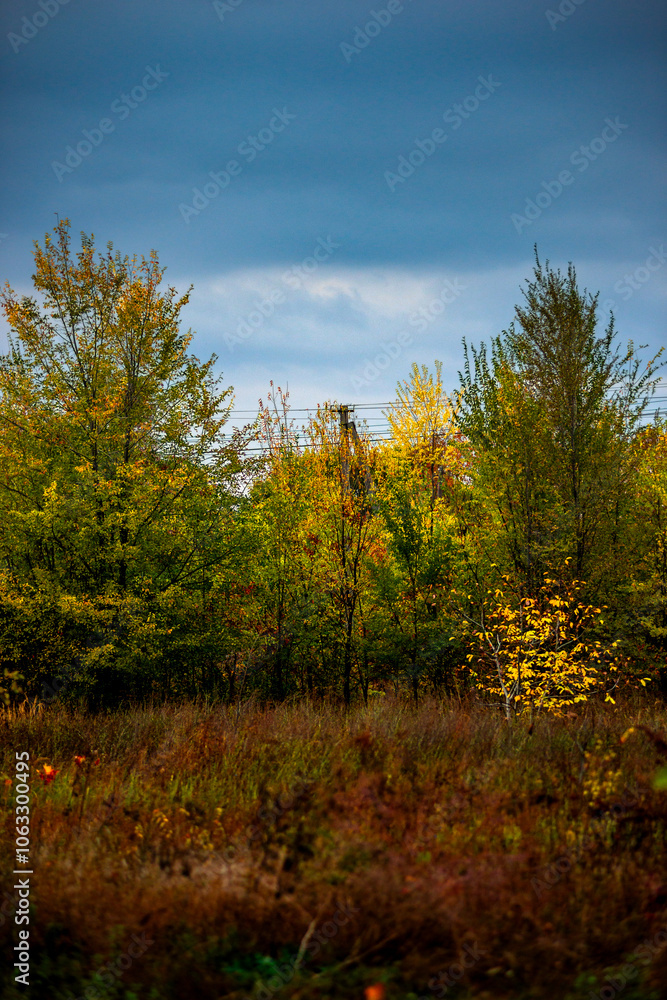 Fototapeta premium Landscape photography in the countryside in Ukraine.Beautiful autumn, colors like in the heaven.Beautiful forest near the field and road , powerlines over the trees.Yellow and orange colors.Autumn sky