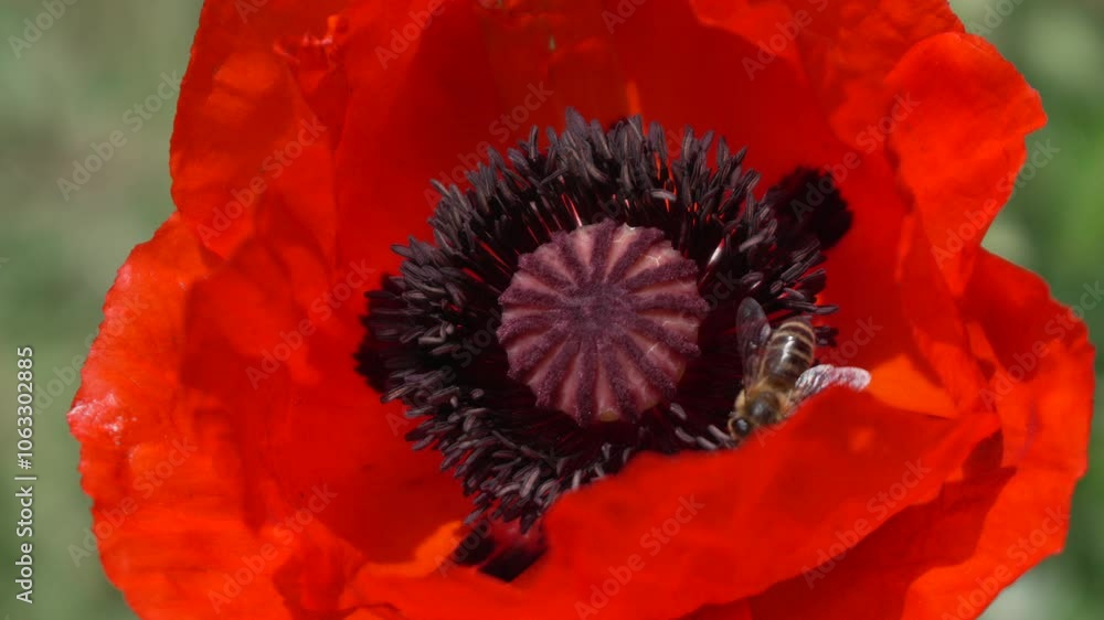 A Bee Collecting Pollen from a Poppy Flower A Bee Collecting Pollen from a Poppy Flower
