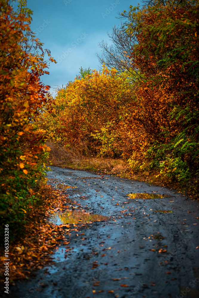 Asphalt road around the forest,path in the forest,countryside road.Autumn landscape photography in the woodlands .Orange and yellow leaves on the road,beautiful road through the forest Asphalt road around the forest,path in the forest,countryside road.Autumn landscape photography in the woodlands .Orange and yellow leaves on the road,beautiful road through the forest