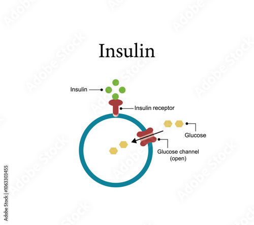 Insulin mechanism of action, regulates glucose metabolism and glucose blood level. Insulin is the key that unlocks glucose channel. Insulin resistance. Vector illustration.