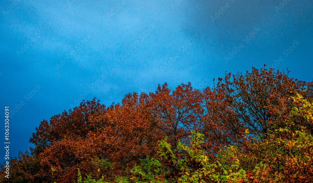 Landscape photography in the countryside in Ukraine.Beautiful autumn, colors like in the heaven.Beautiful forest near the field and road , powerlines over the trees.Yellow and orange colors.Autumn sky Landscape photography in the countryside in Ukraine.Beautiful autumn, colors like in the heaven.Beautiful forest near the field and road , powerlines over the trees.Yellow and orange colors.Autumn sky
