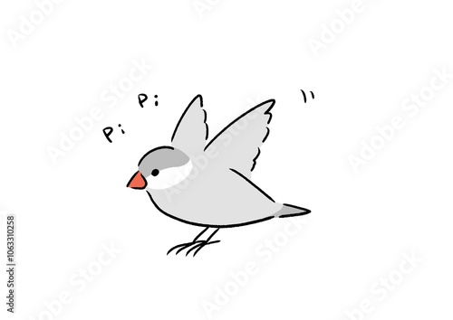 元気なシルバー文鳥