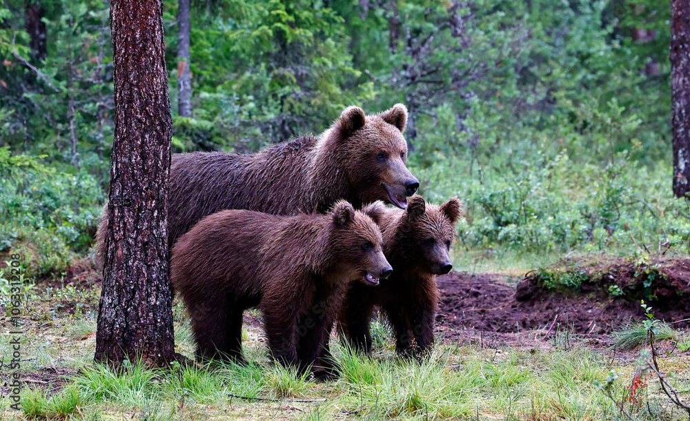 Brown bear families in the Taiga forests of Finland Brown bear families in the Taiga forests of Finland