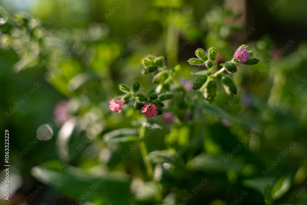 The medicinal plant Pulmonaria officinalis blooming in summer in the forest at sunset. Common lungwort or Mary's tears wild flower The medicinal plant Pulmonaria officinalis blooming in summer in the forest at sunset. Common lungwort or Mary's tears wild flower