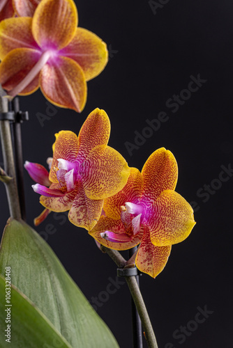 Floral concept. Orchid growing tips.  Most commonly grown house plants. Orchids blossom close up. Orchid flower pink and yellow bloom. Phalaenopsis orchid. photo