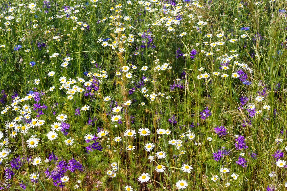 Wild white and purple field flowers on green background Wild white and purple field flowers on green background