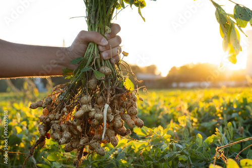 A farmer holding freshly harvested peanuts with roots in a field. The background features green peanut plants under a sunset, showcasing agricultural activity.