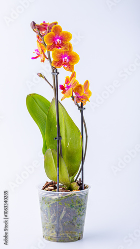 Floral concept. Orchid growing tips.  Most commonly grown house plants. Orchids blossom close up. Orchid flower pink and yellow bloom. Phalaenopsis orchid photo