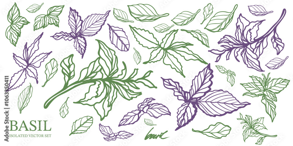 Green and purple basil hand drawn isolated vector set on white background. Vintage style of illustration. Fresh herb leaves plant. Basil herbal Ingredient. Spices. Pesto. Green and purple basil hand drawn isolated vector set on white background. Vintage style of illustration. Fresh herb leaves plant. Basil herbal Ingredient. Spices. Pesto.