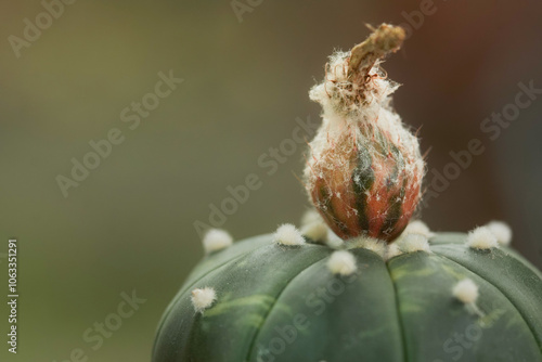 A fruit of astrophytum variegated. Park and gardening concept. Selective focus and free space for text. cactus flower photo