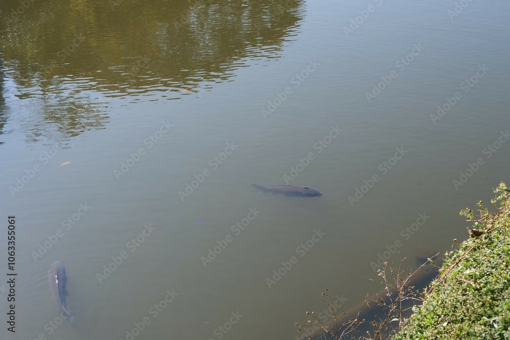 池の中を泳ぐ鯉