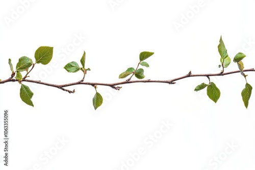 A branch of a tree with lush green leaves, perfect for nature and outdoor themes