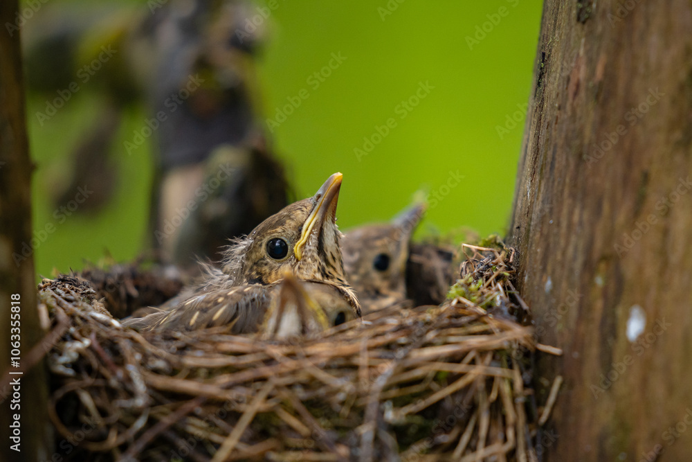 Nest of wild birds called song thrushes standing in a green tree. Turdus philomelos young chicks waiting to be fed by their mother Nest of wild birds called song thrushes standing in a green tree. Turdus philomelos young chicks waiting to be fed by their mother