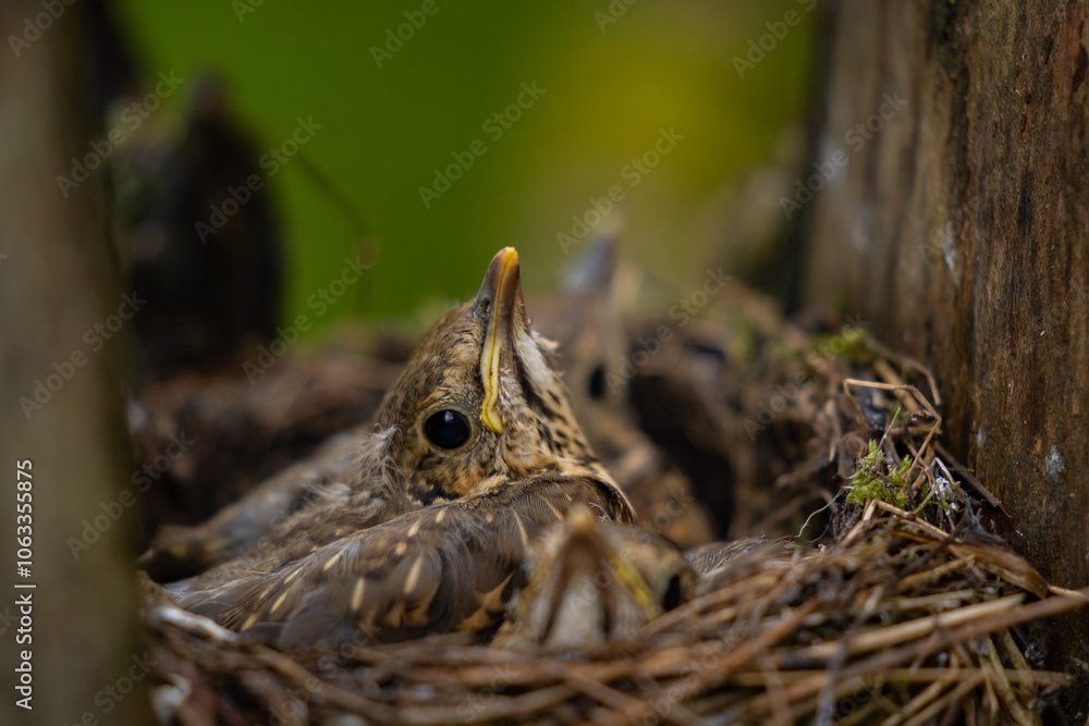 Nest of wild birds called song thrushes standing in a green tree. Turdus philomelos young chicks waiting to be fed by their mother Nest of wild birds called song thrushes standing in a green tree. Turdus philomelos young chicks waiting to be fed by their mother