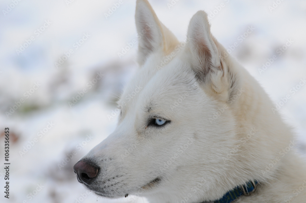 Portrait of a white Siberian husky dog in profile view Portrait of a white Siberian husky dog in profile view