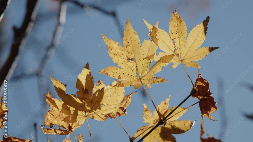 太陽の光を浴びて輝く、鮮やかな紅葉 太陽の光を浴びて輝く、鮮やかな紅葉