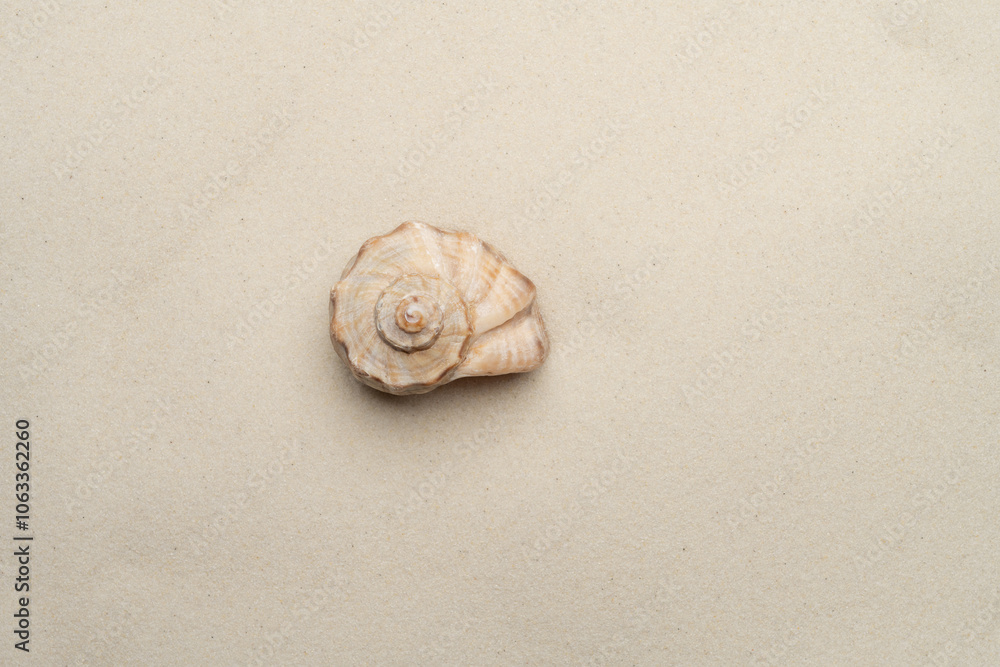 a beautiful seashell lies on a sandy beach. close-up and the setting sun a beautiful seashell lies on a sandy beach. close-up and the setting sun