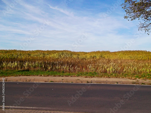 Mais auf den Feld bestimmt für die Biogasanlage photo