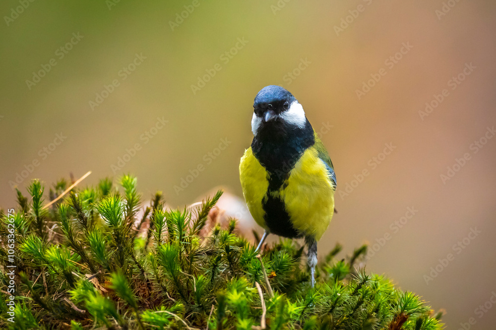 Fototapeta premium Great tit Parus major bird closeup
