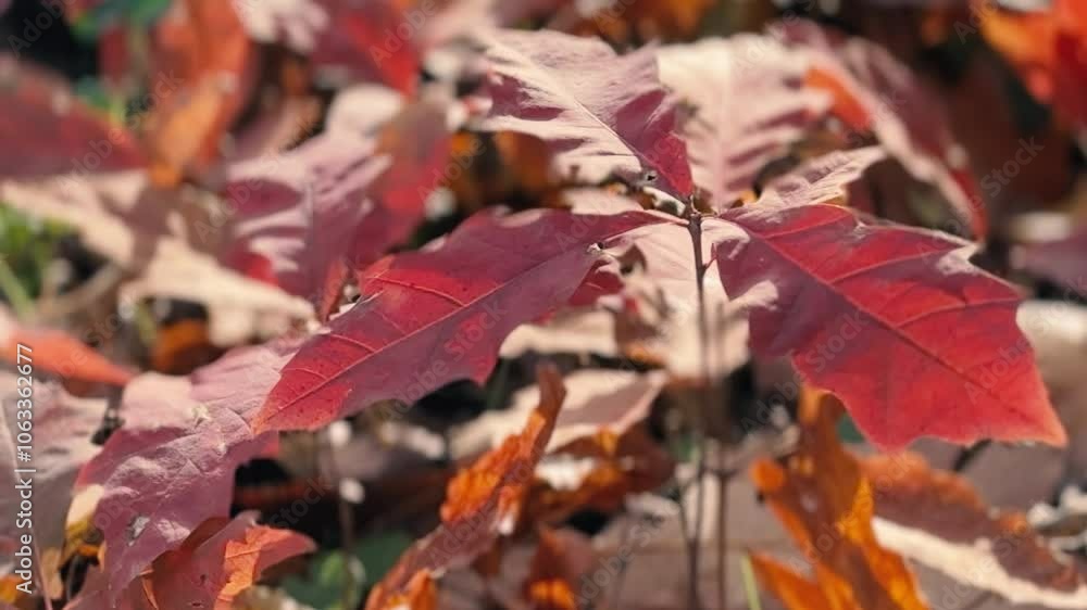 Autumn forest with red and yellow leaves and trees. Outdoor park atmosphere with fresh air and wild nature. Orange leaves falling from the ground. Wild Nature Autumn forest with red and yellow leaves and trees. Outdoor park atmosphere with fresh air and wild nature. Orange leaves falling from the ground. Wild Nature