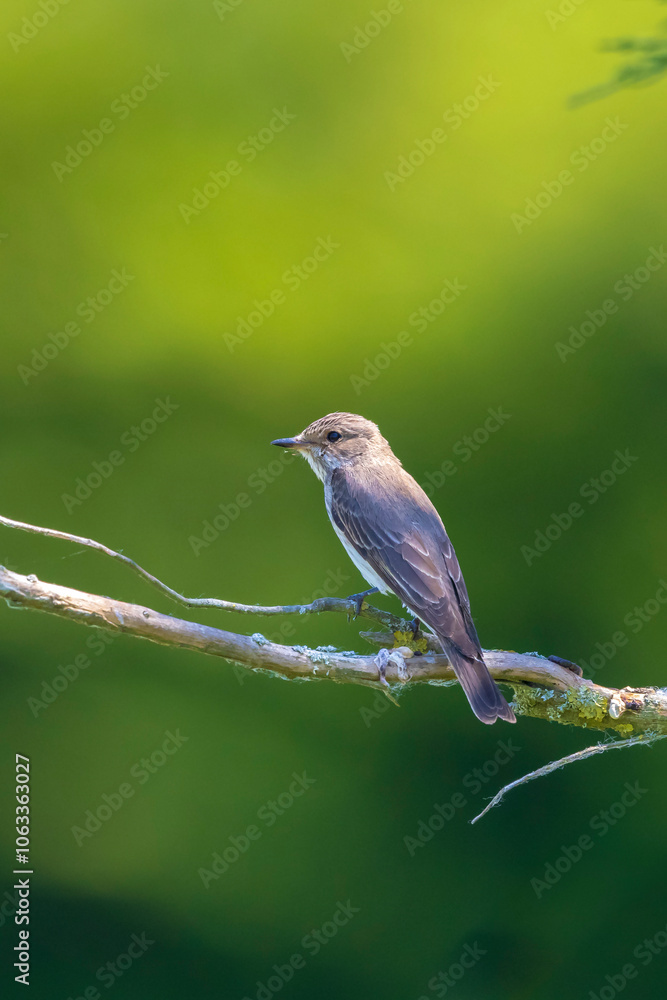 Fototapeta premium Closeup of a spotted flycatcher bird, Muscicapa striata, perching on a branch, singing.