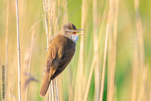 Close up of a great reed warbler, acrocephalus arundinaceus, bird singing in reeds photo