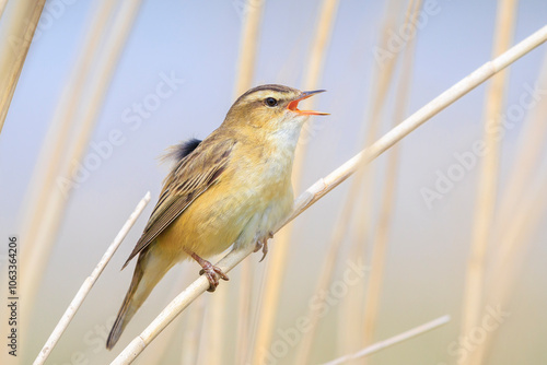 Sedge Warbler, Acrocephalus schoenobaenus, singing