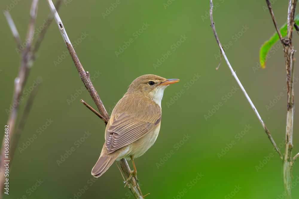 Obraz premium Marsh warbler, Acrocephalus palustris, singing bird