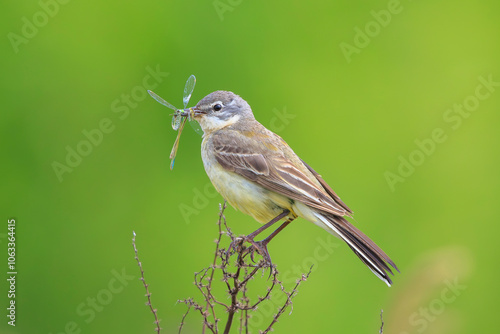 Western yellow wagtail female bird Motacilla flava hunting for prey