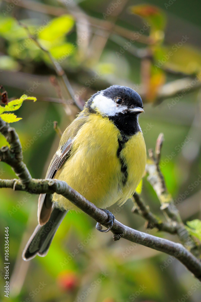 Fototapeta premium Great tit Parus major bird closeup
