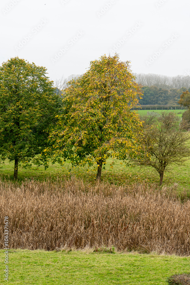 Fototapeta premium Vibrant Autumn Path Through Misty Countryside