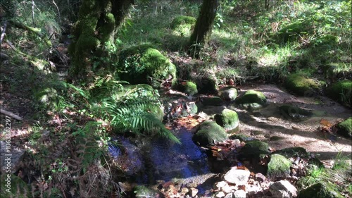 Small mountain stream located in the north of Portugal, trees, vegetation and nature in timelapse
