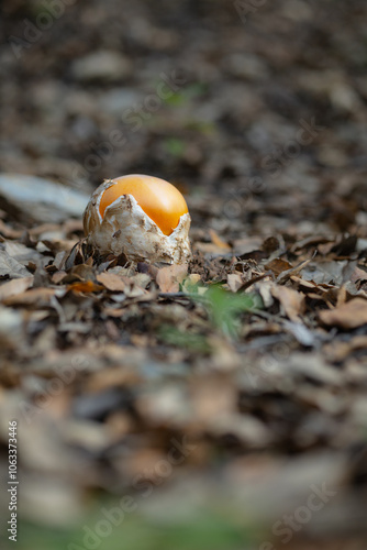 The image shows an Amanita caesarea, known as Caesar's mushroom, a prized edible fungus with a distinctive orange cap emerging from its volva on the forest floor.