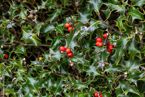 Ripe Lingonberries on a Tree Branch