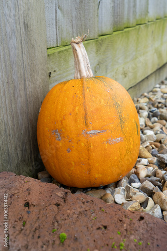 Colorful Arrangement of Fresh Autumn Pumpkins