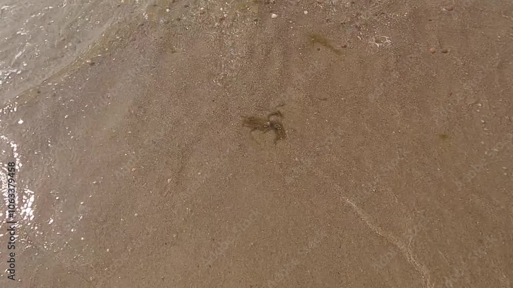 A tranquil and peaceful beach scene featuring soft waves gently lapping against the golden sandy shore A tranquil and peaceful beach scene featuring soft waves gently lapping against the golden sandy shore