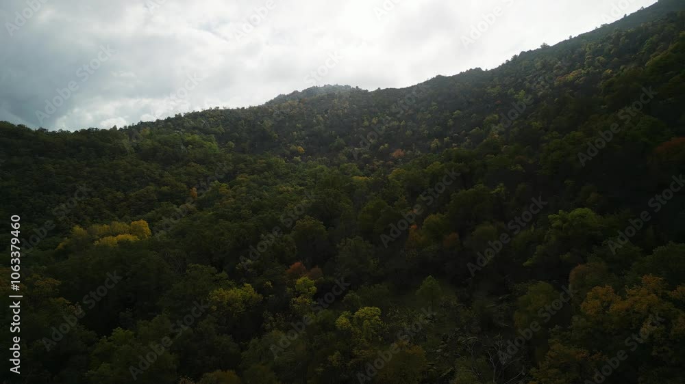 Flying over a dark forest in a cloudy afternoon Flying over a dark forest in a cloudy afternoon