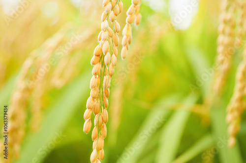 Ears of rice just before harvest, glistening in the sunlight photo