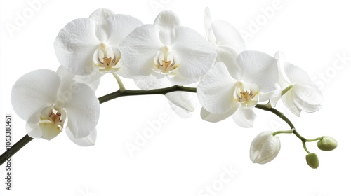 A close-up shot of a single white flower on its stem, great for use in designs and compositions where a simple yet elegant floral element is needed