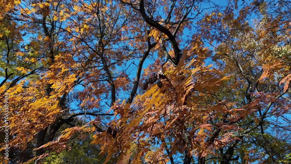Vibrant Orange Autumn Leaves Against Blue Sky