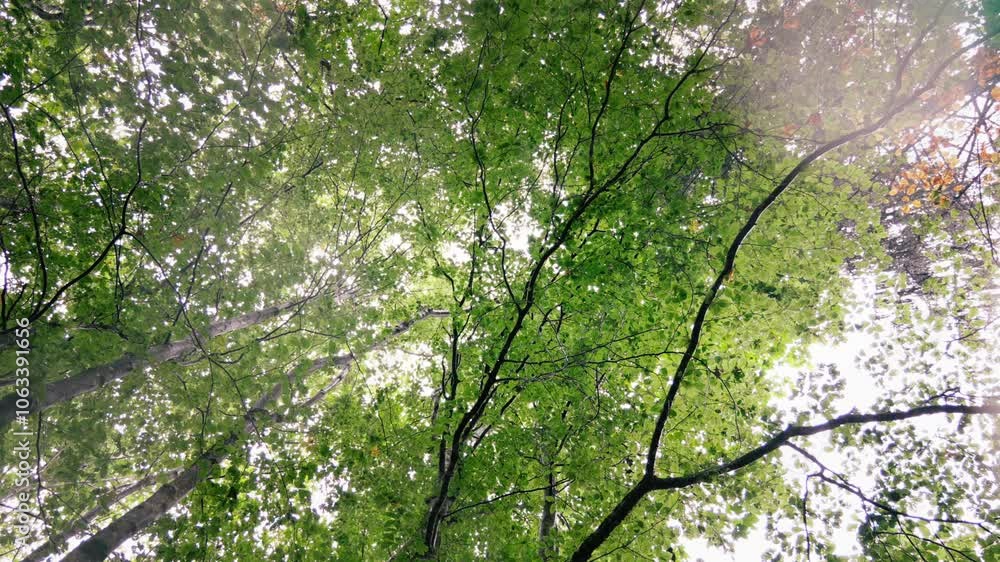 Beech forest with raindrops falling on the camera that is slowly rotating Beech forest with raindrops falling on the camera that is slowly rotating