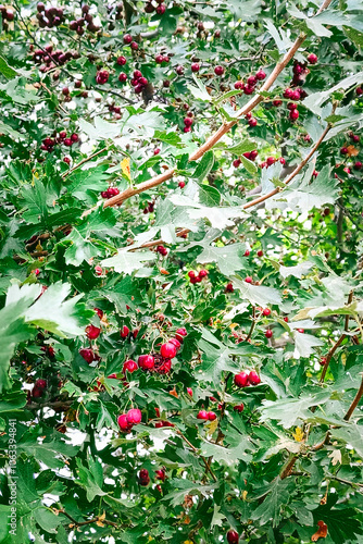 Hawthorn branch with red berries in autumn, vertical photograph.