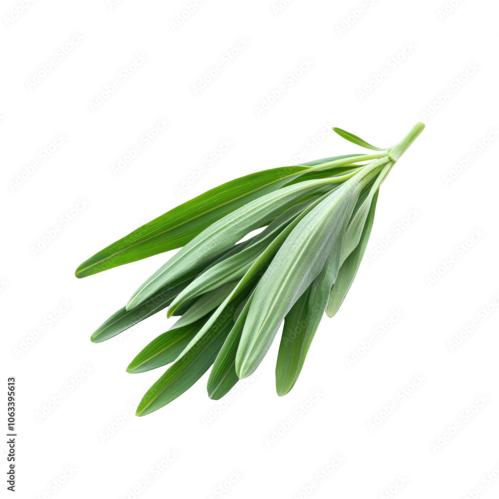 Fresh Green Sage Sprig Isolated on White Background Fresh Green Sage Sprig Isolated on White Background