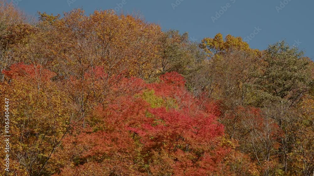 雲一つない青空と、鮮やかな紅葉 雲一つない青空と、鮮やかな紅葉