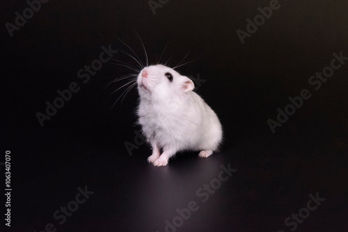white mouse on black background